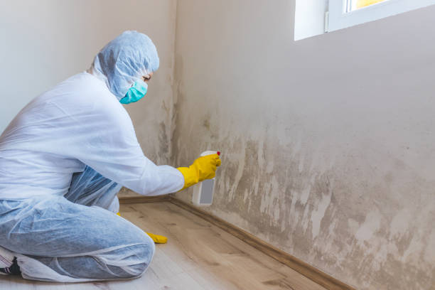 Licensed Commercial Mold Remediation service in Jersey City, NJ - WQB Mold Removal