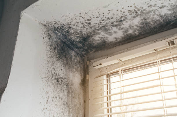 Affordable Commercial Mold Remediation solutions in Jersey City, NJ